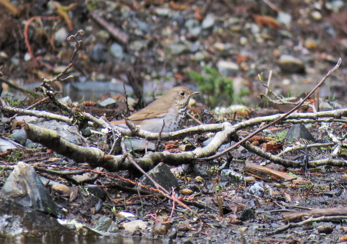 Hermit Thrush - ML95774711