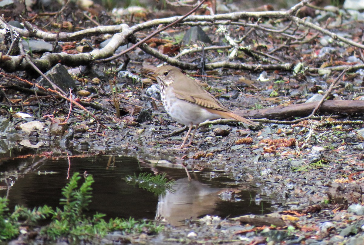 Hermit Thrush - ML95774781