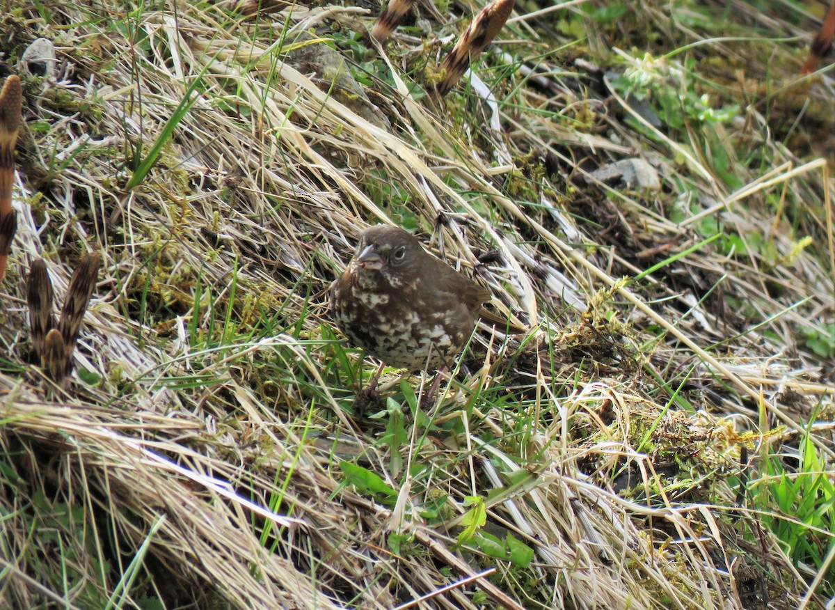 Fox Sparrow - ML95775271