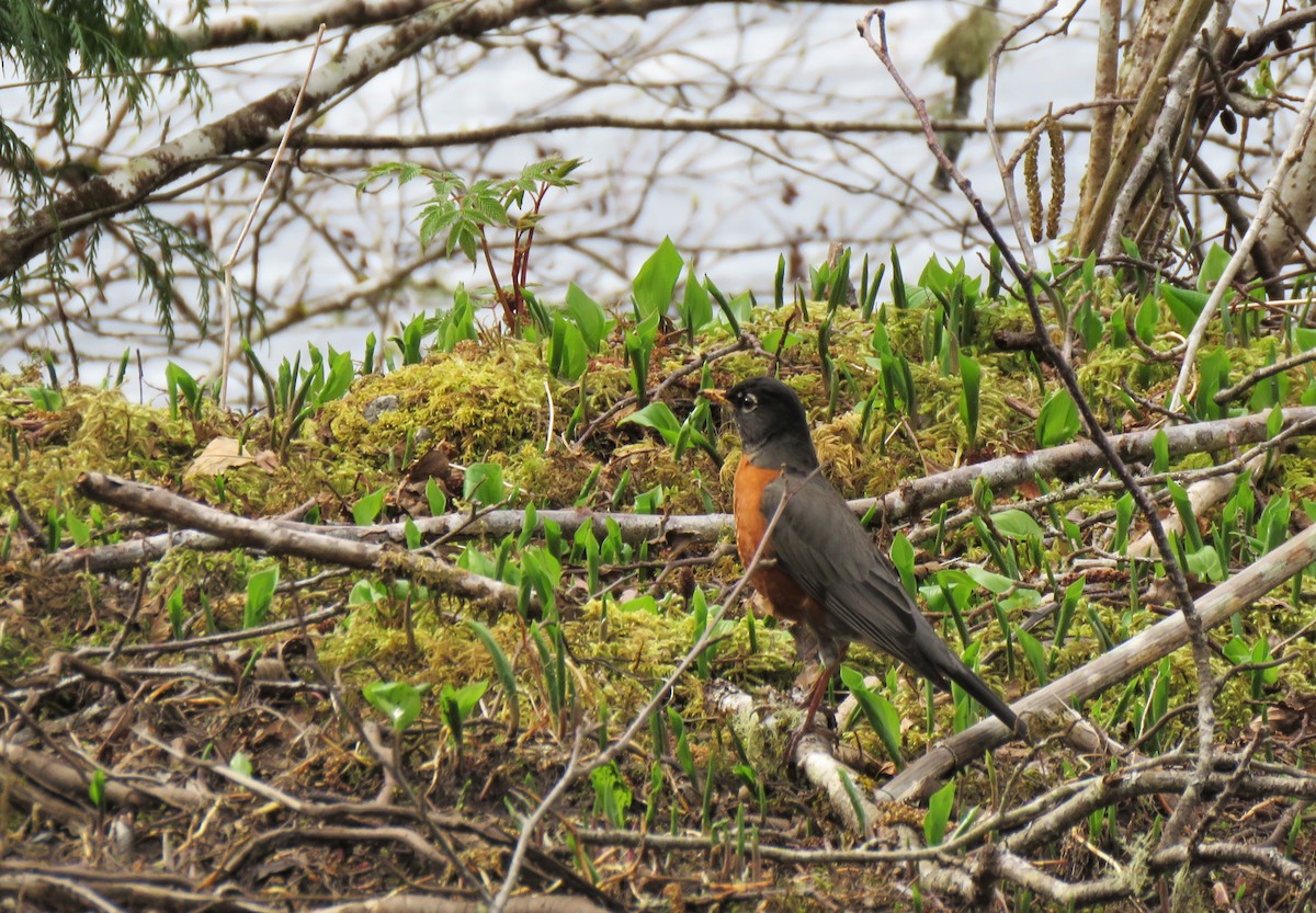 American Robin - Teresa Weismiller