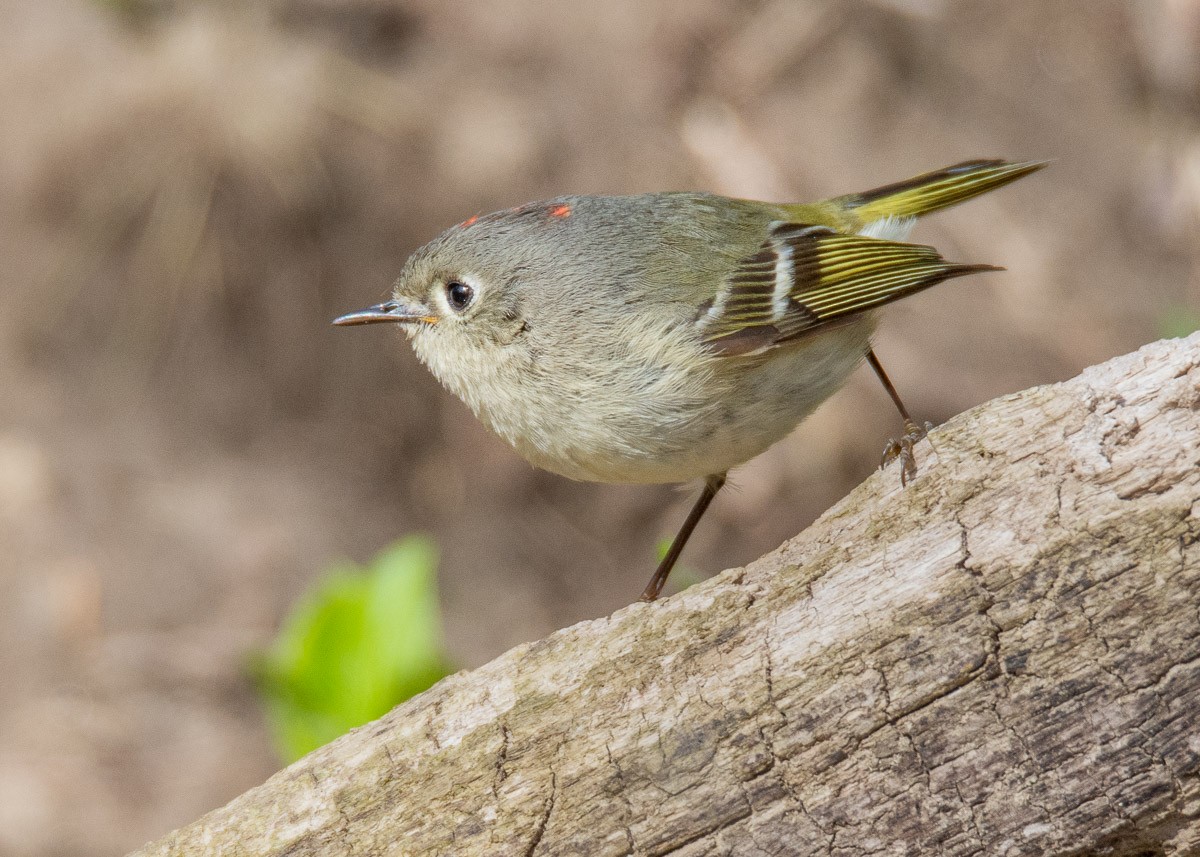 Ruby-crowned Kinglet - ML95777541