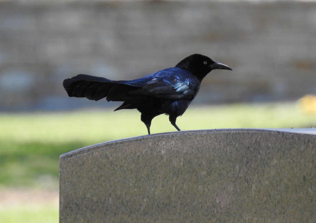 Great-tailed Grackle - ML95779311