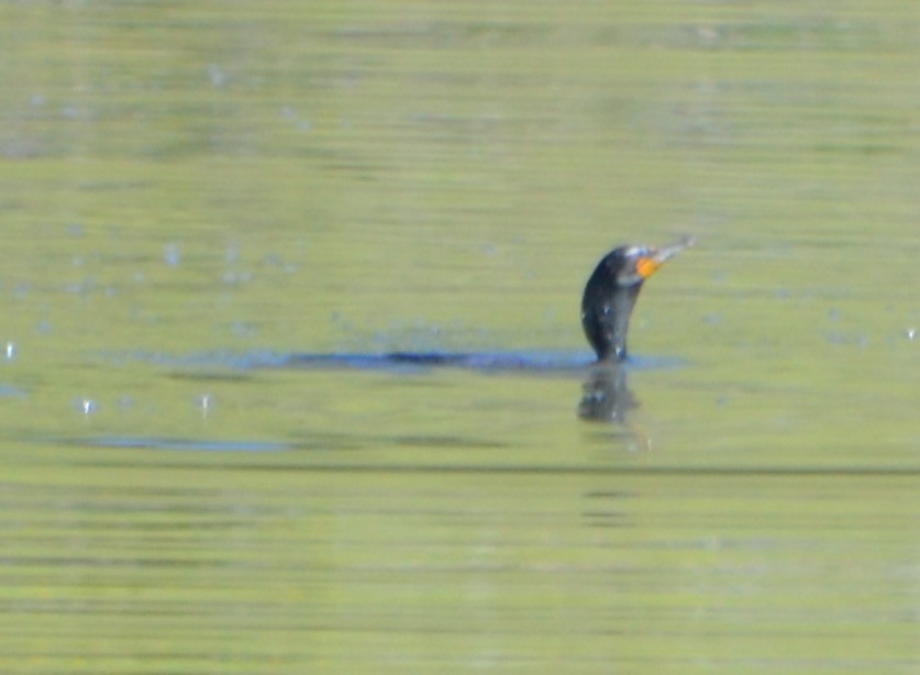 Double-crested Cormorant - Margaret Merar