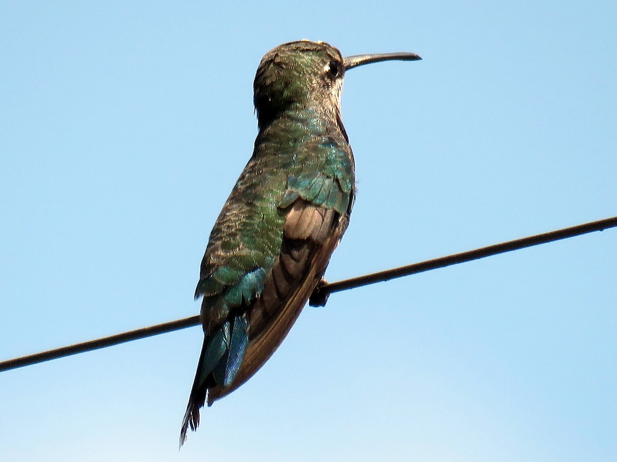 Blue-tufted Starthroat - Mark Salvidge