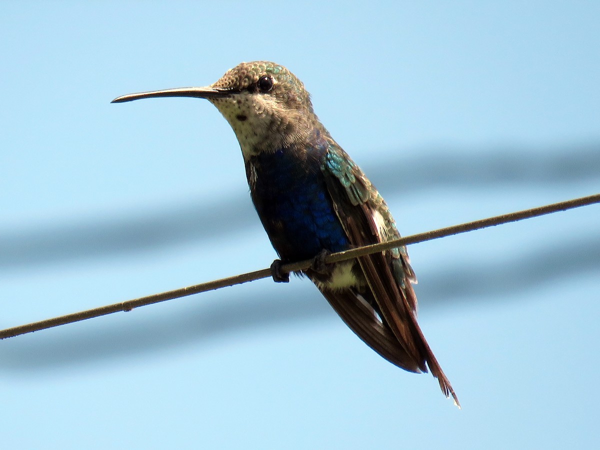 Blue-tufted Starthroat - ML95780741