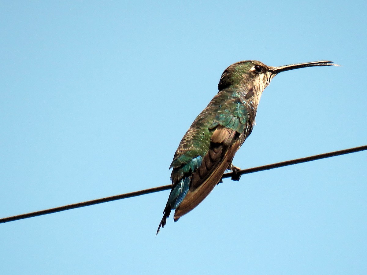 Blue-tufted Starthroat - Mark Salvidge