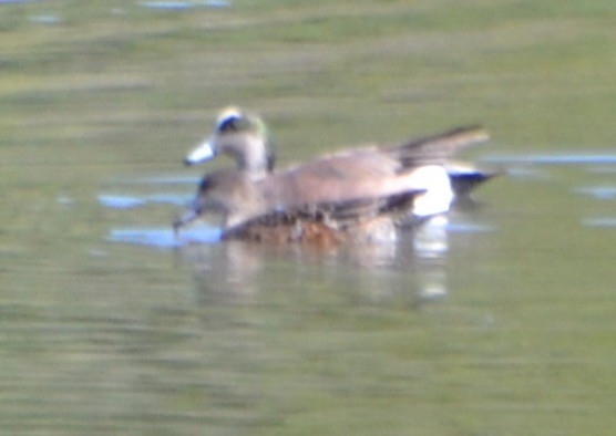 American Wigeon - Margaret Merar