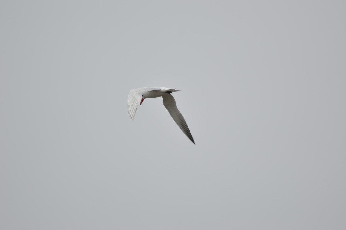 Caspian Tern - Nathan Stouffer