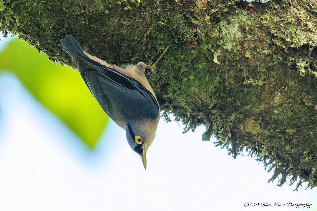 Sulphur-billed Nuthatch - ML95783581