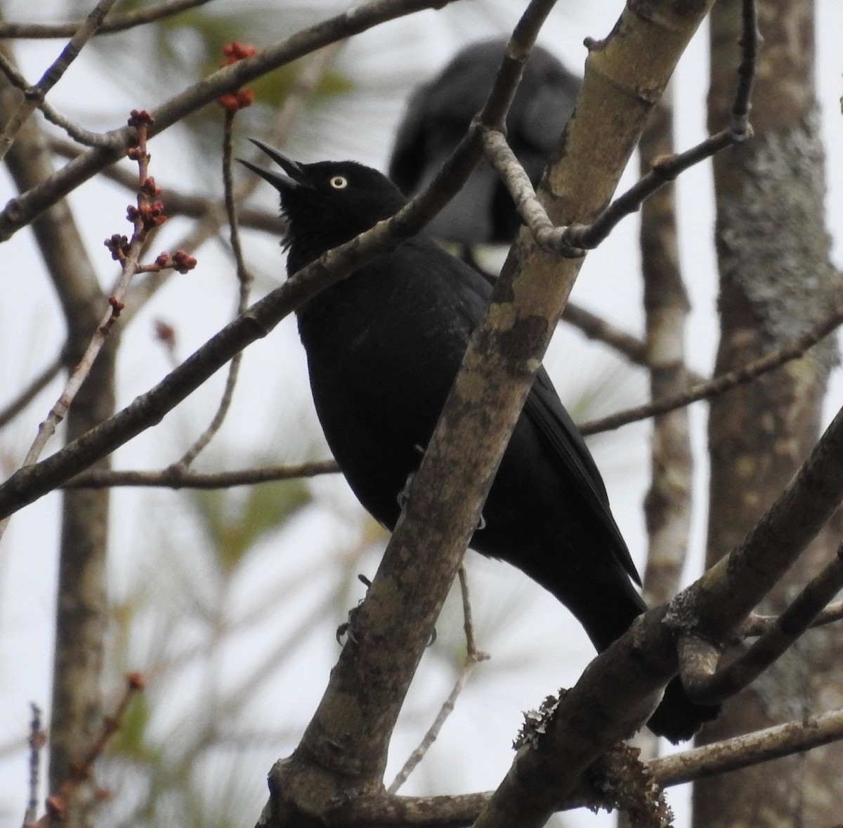 Rusty Blackbird - ML95784371