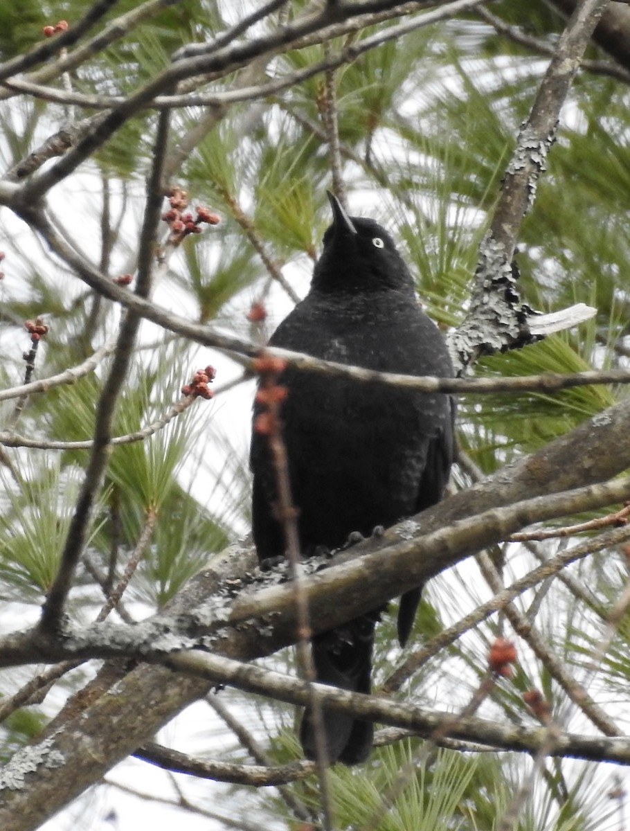 Rusty Blackbird - ML95784381