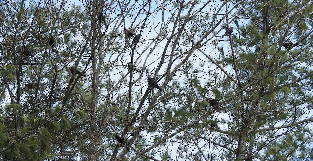 Rusty Blackbird - ML95784391