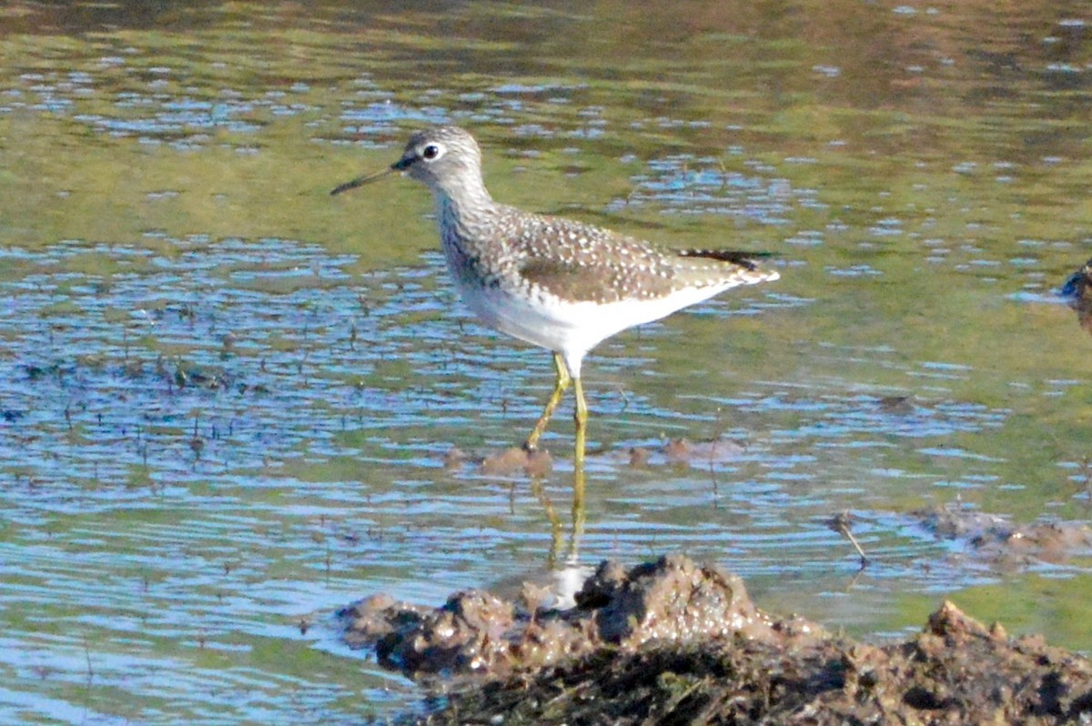 Solitary Sandpiper - ML95784561