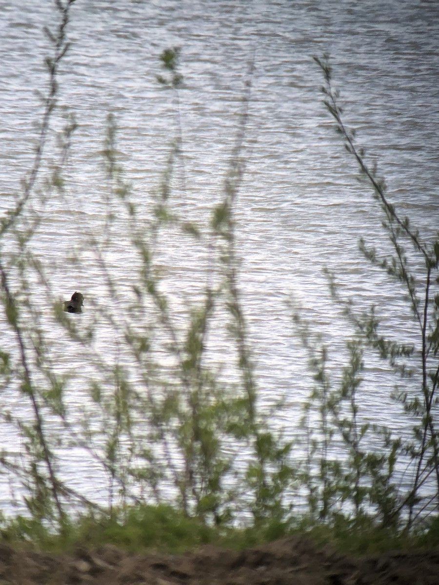 Tufted Duck - Chris Warlow