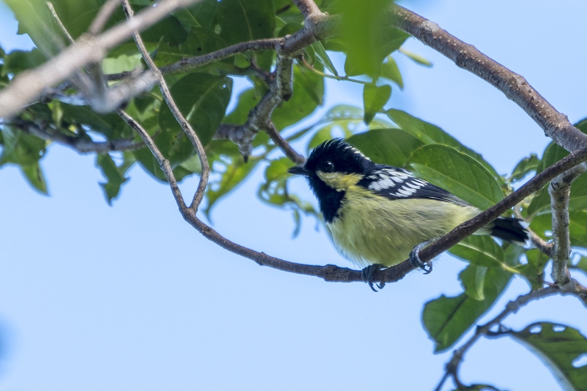 Elegant Tit - ML95789631