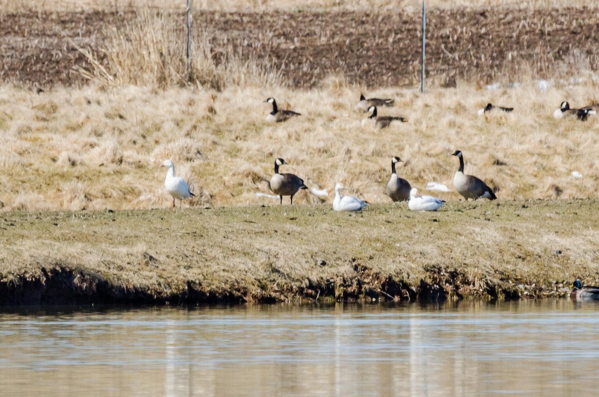 Snow Goose - ML95789791