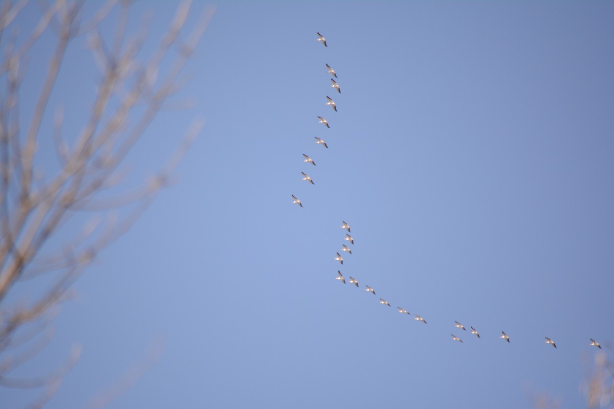 American White Pelican - ML95792511