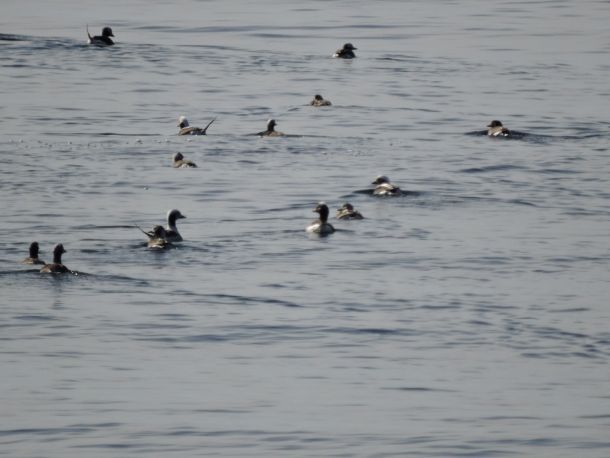 Long-tailed Duck - ML95793391