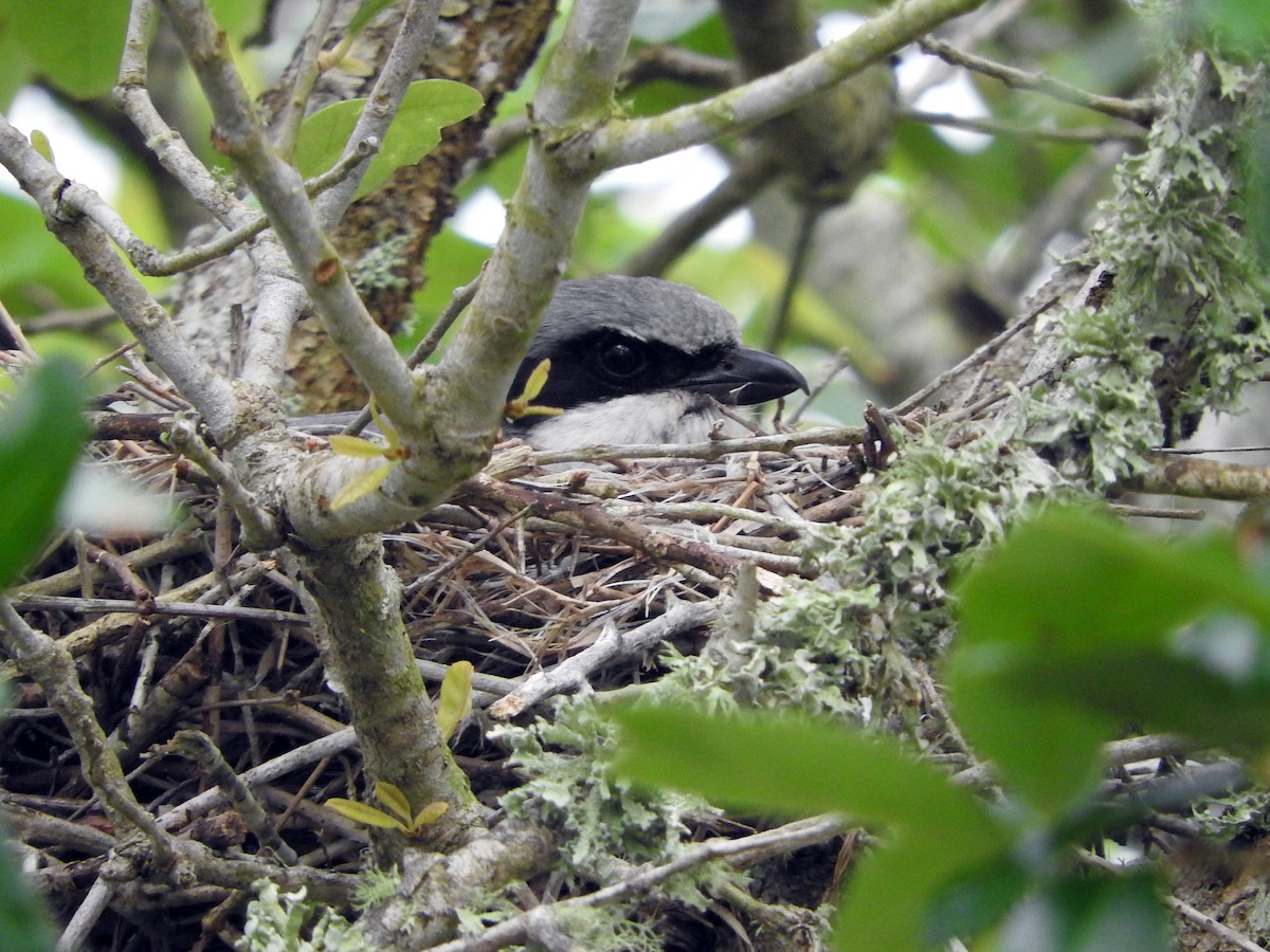 Loggerhead Shrike - ML95799831