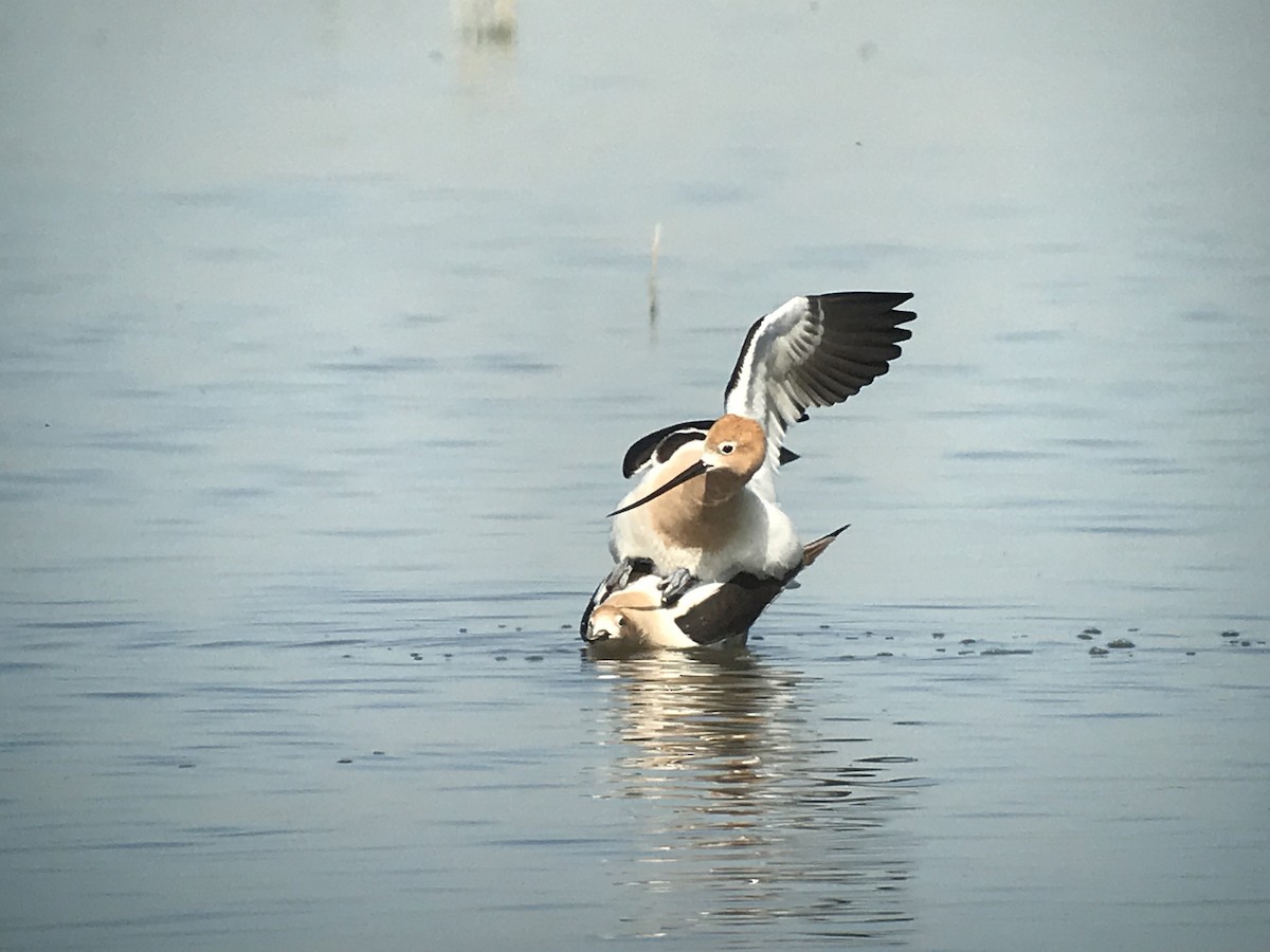 Avocette d'Amérique - ML95801851