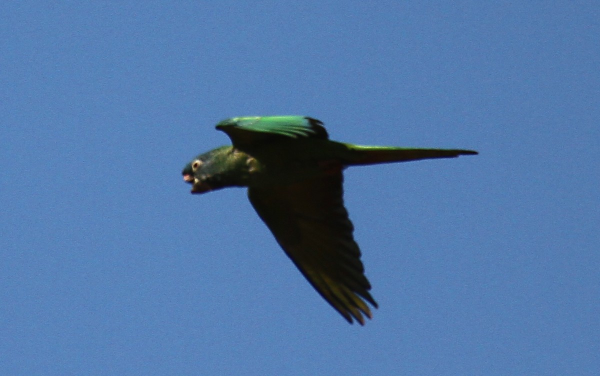 Blue-crowned Parakeet - ML95802461