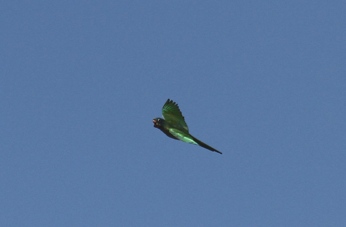 Blue-crowned Parakeet - ML95802481