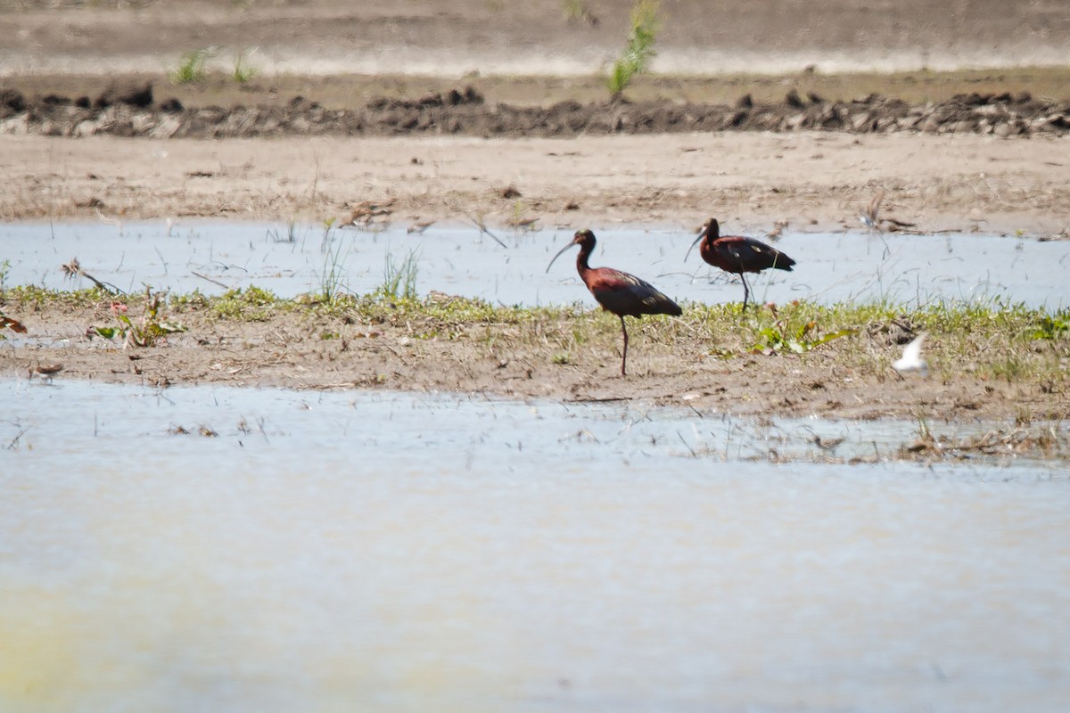 ibis americký - ML95802531