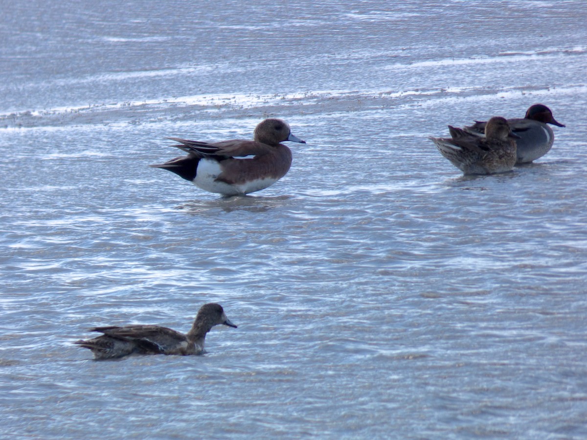 American Wigeon - ML95802751