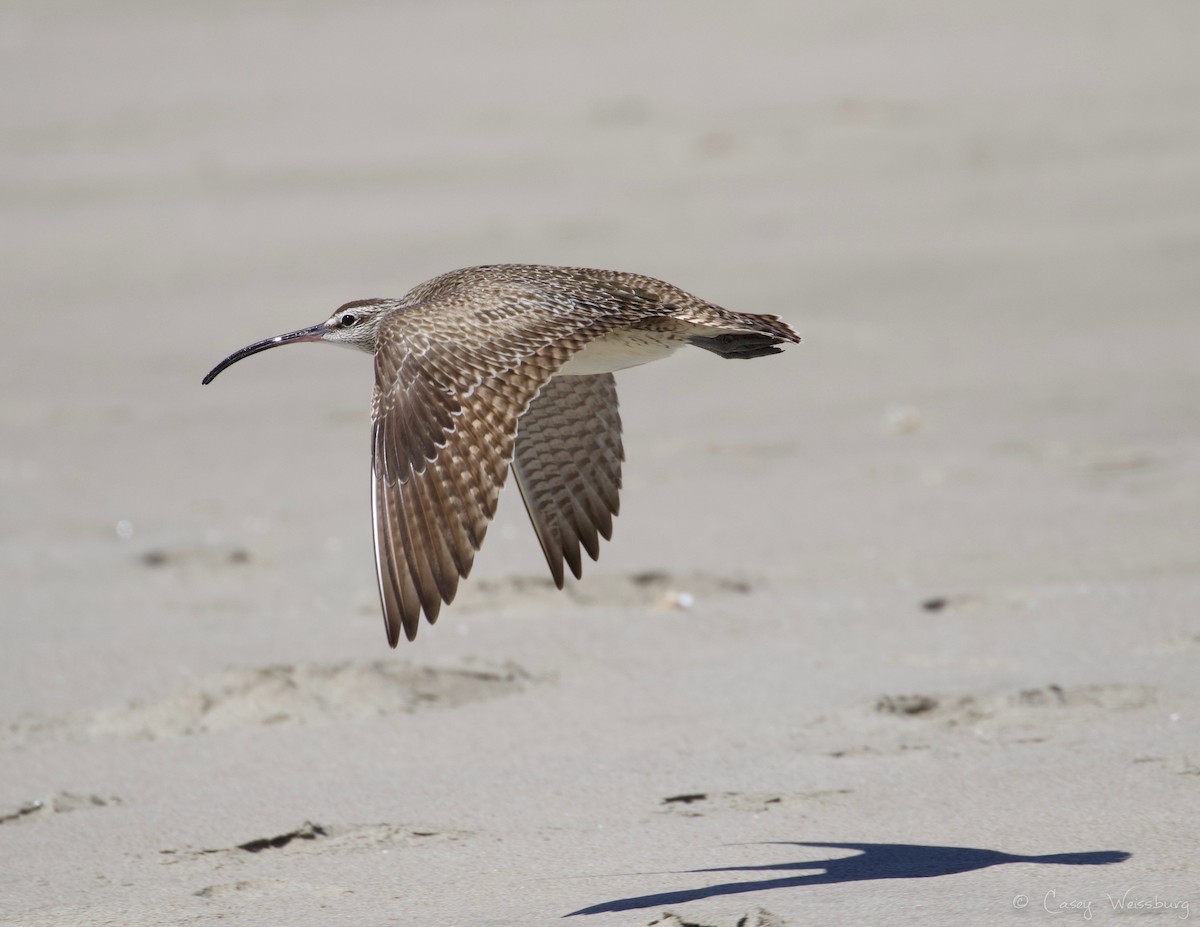 Whimbrel - Casey Weissburg