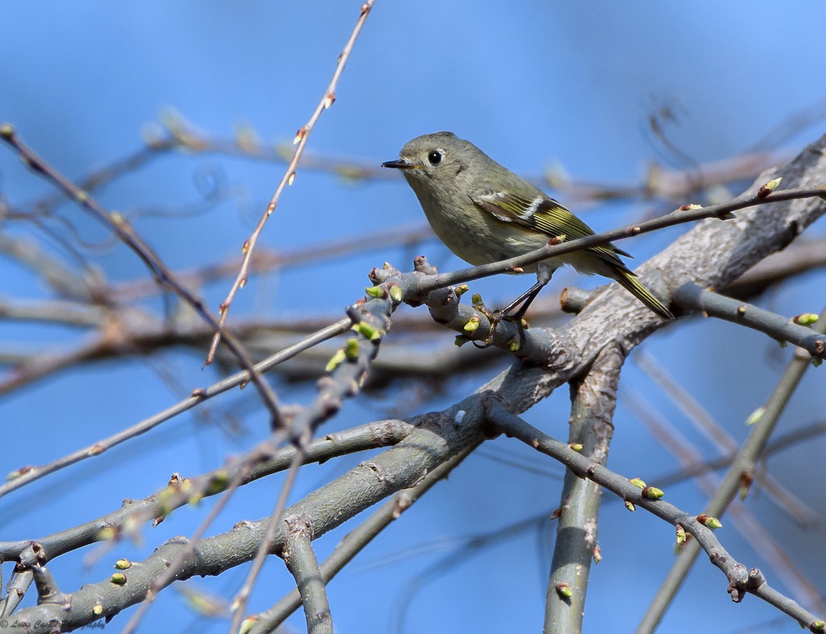 Ruby-crowned Kinglet - ML95803581