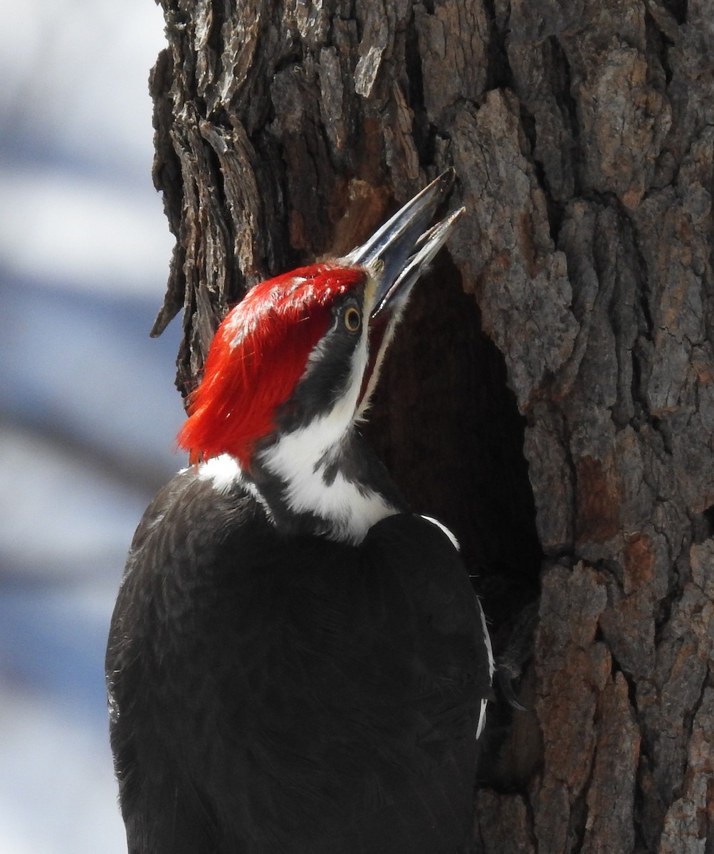 Pileated Woodpecker - Kathleen Janik