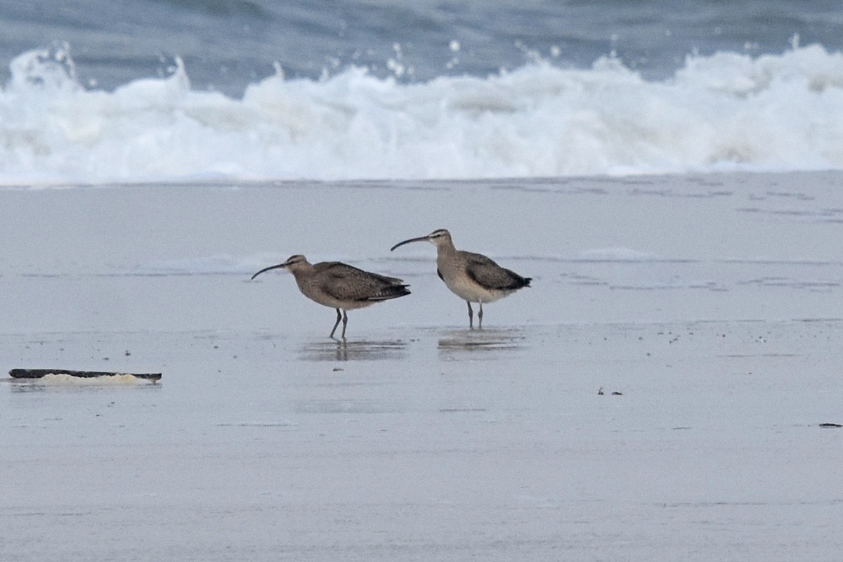 Hudsonian Whimbrel - Justin  Nation
