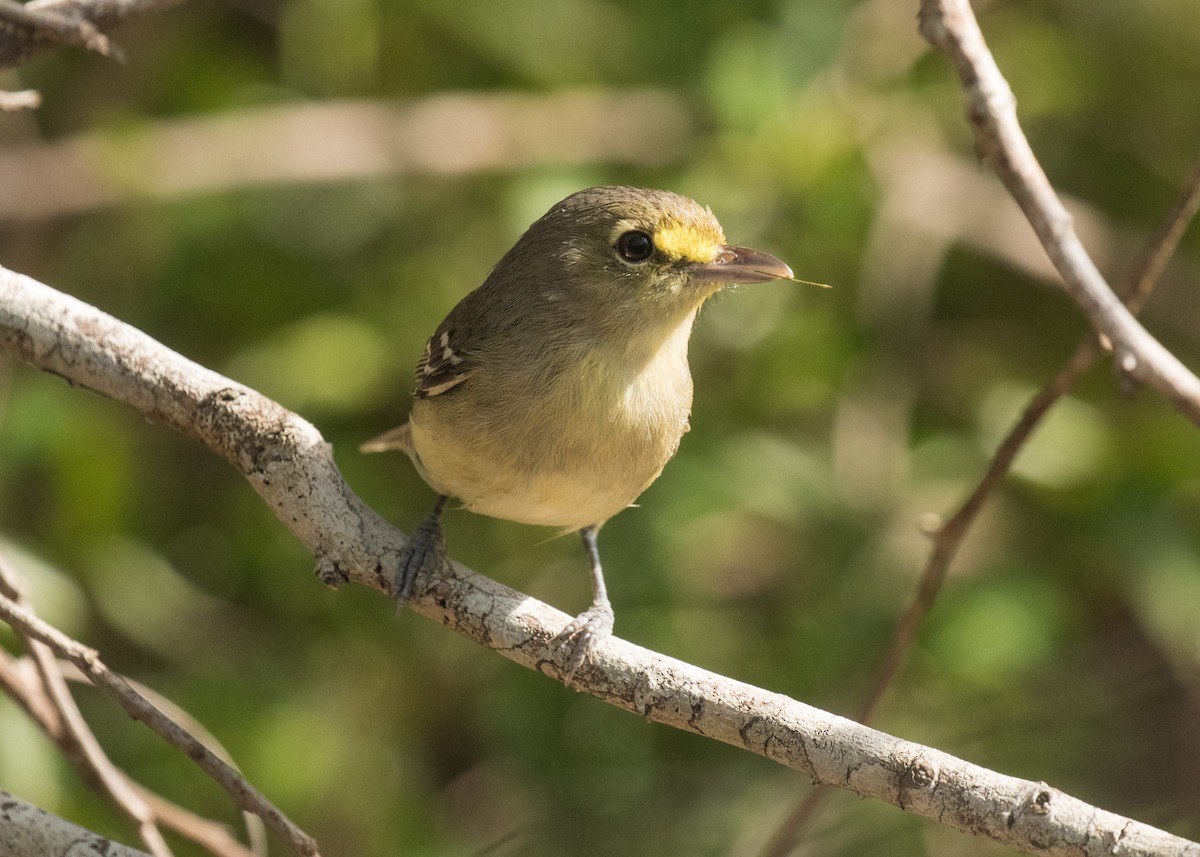 Thick-billed Vireo - Nick Dorian