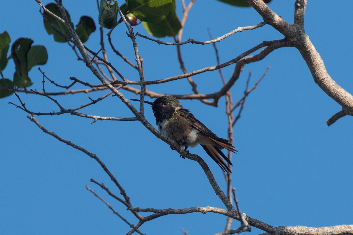 Colibrí de las Bahamas - ML95805431