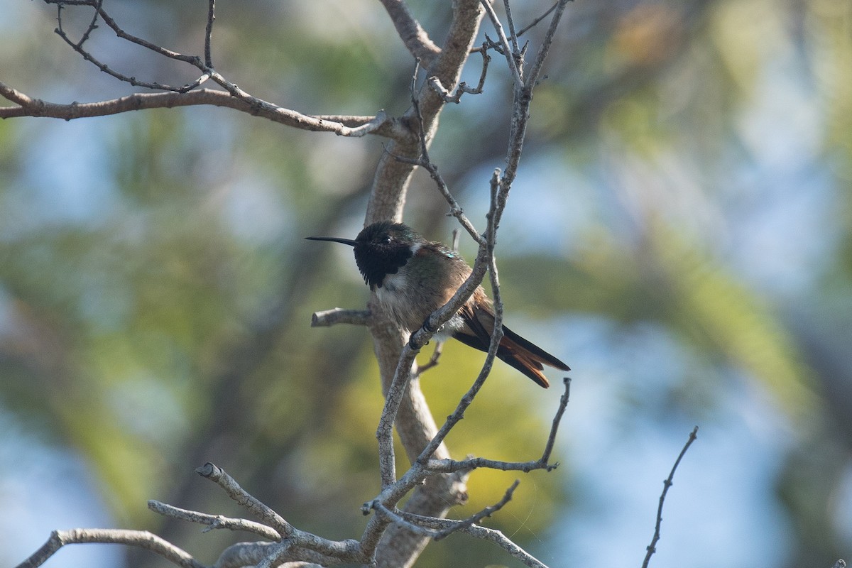 Colibrí de las Bahamas - ML95805441