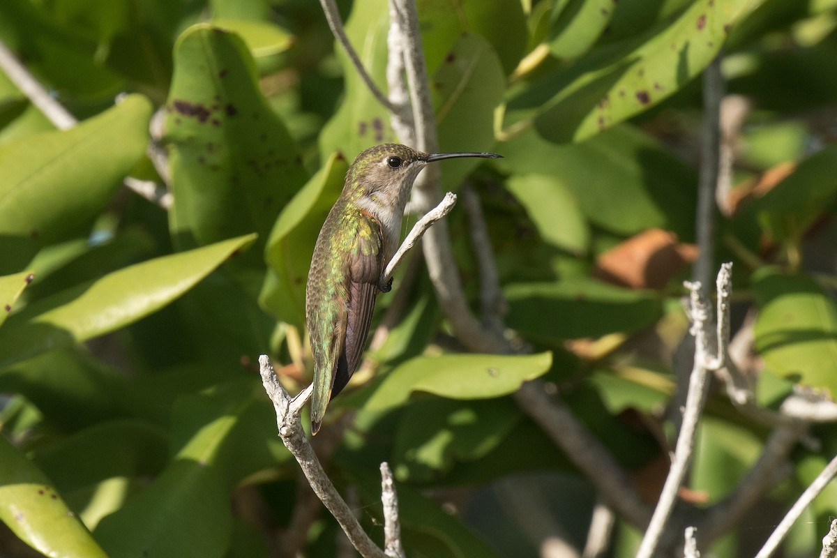 Colibrí de las Bahamas - ML95805451