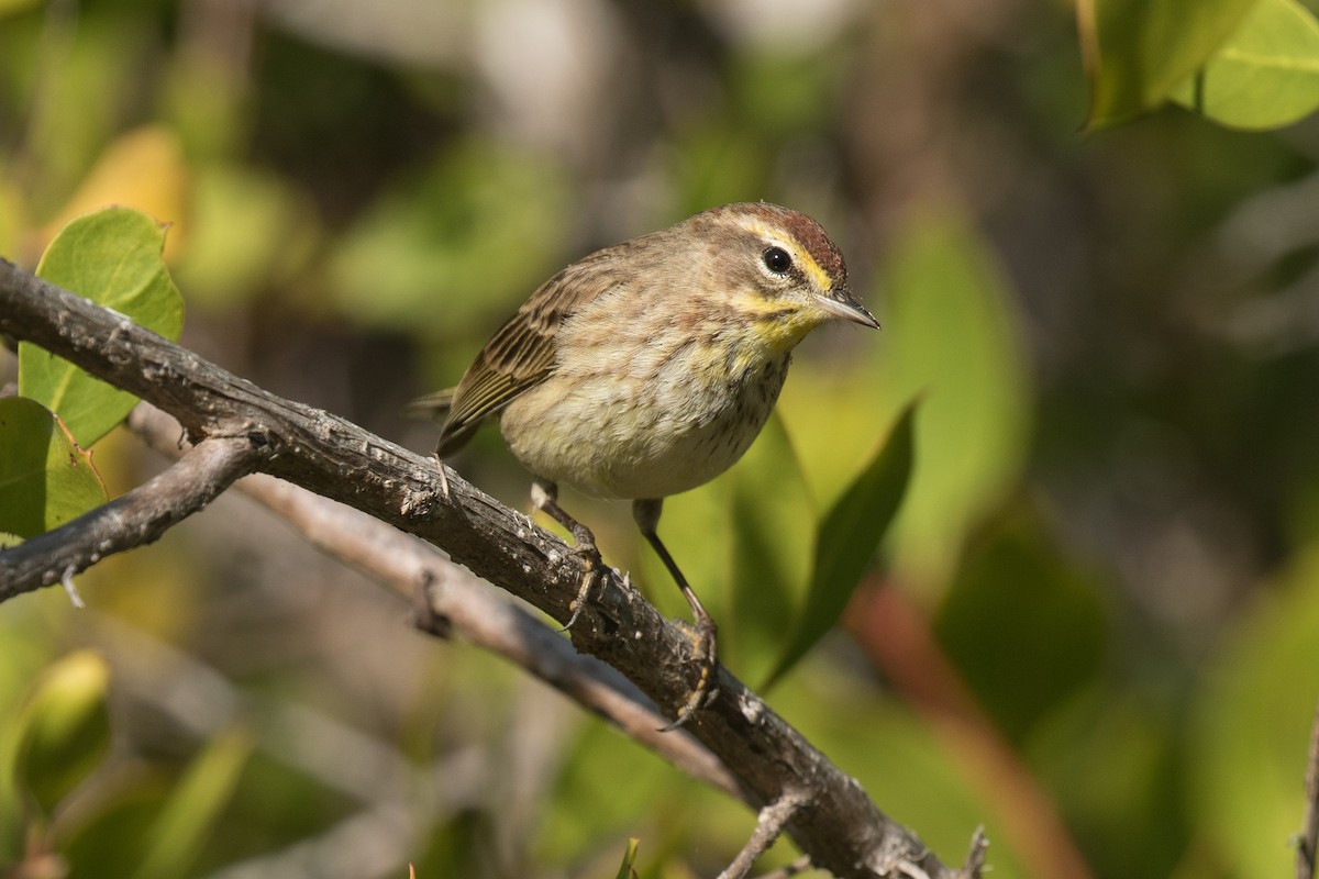 Palm Warbler (Western) - Nick Dorian