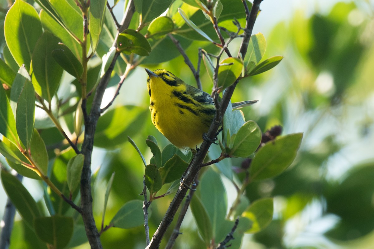 Prairie Warbler - ML95805541