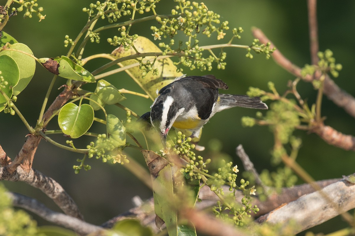 Bananaquit - ML95805611