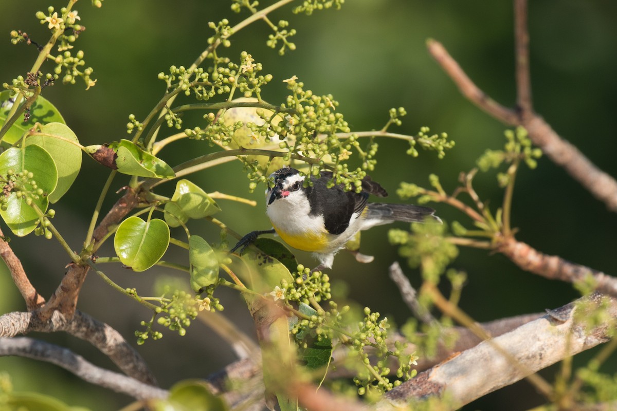 Bananaquit - Nick Dorian