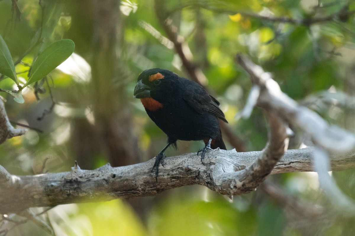 Greater Antillean Bullfinch - ML95805741