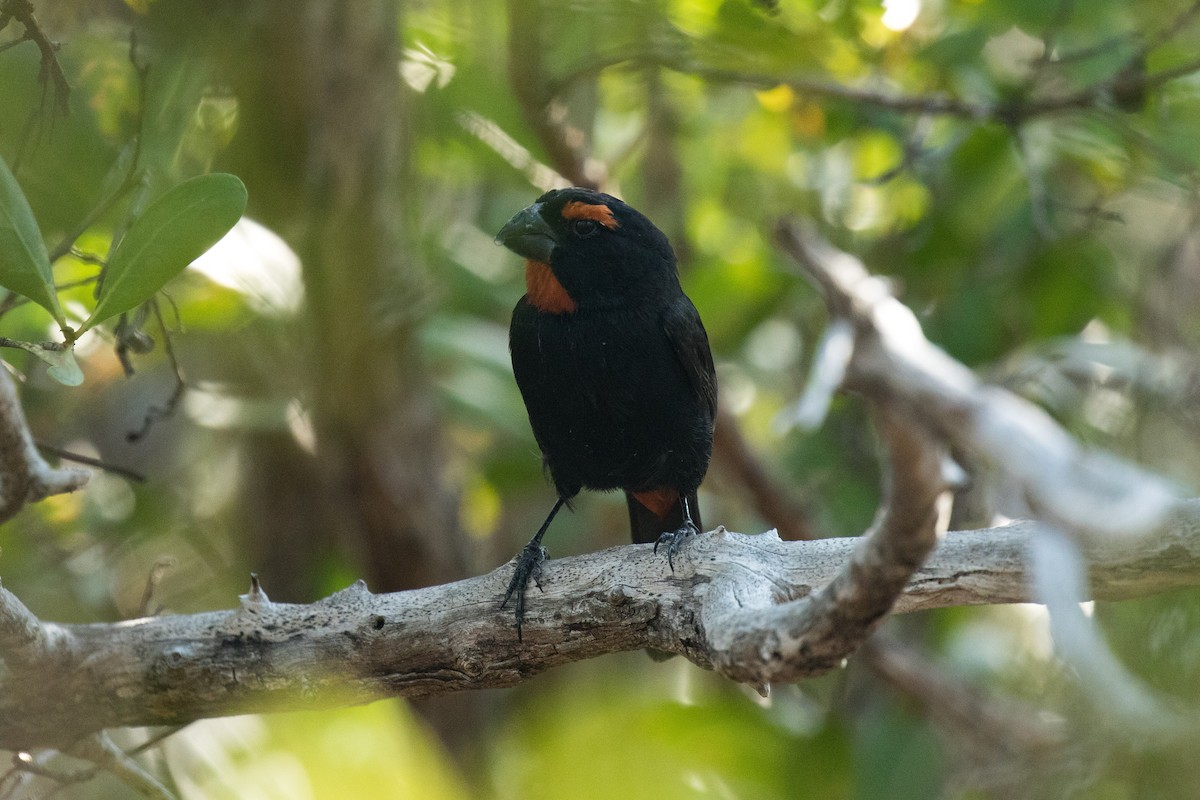 Greater Antillean Bullfinch - ML95805751