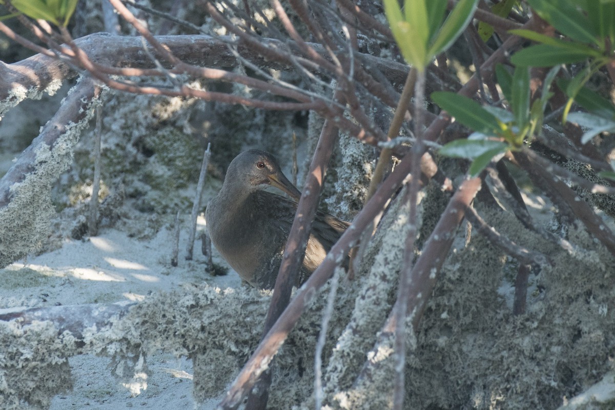 Clapper Rail - ML95805761