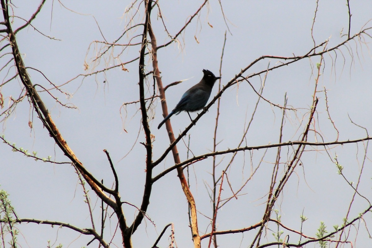 Steller's Jay - ML95806561