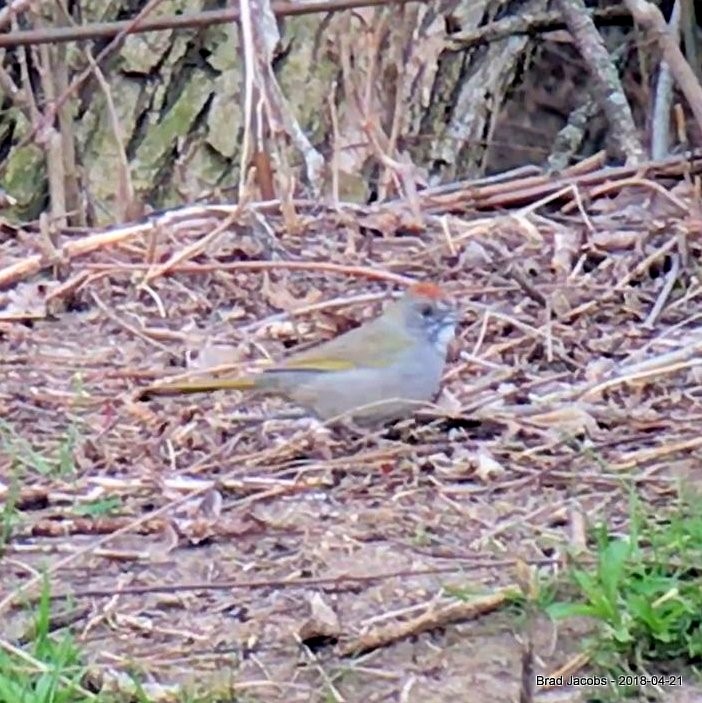 Green-tailed Towhee - Brad Jacobs