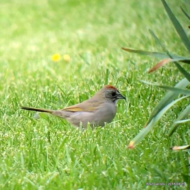 Green-tailed Towhee - ML95806591