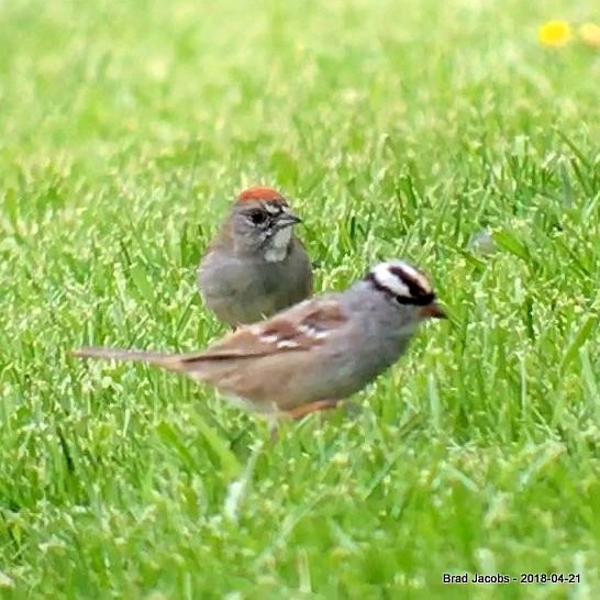 Green-tailed Towhee - ML95806661