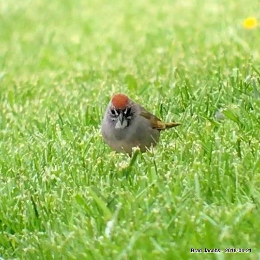 Green-tailed Towhee - Brad Jacobs