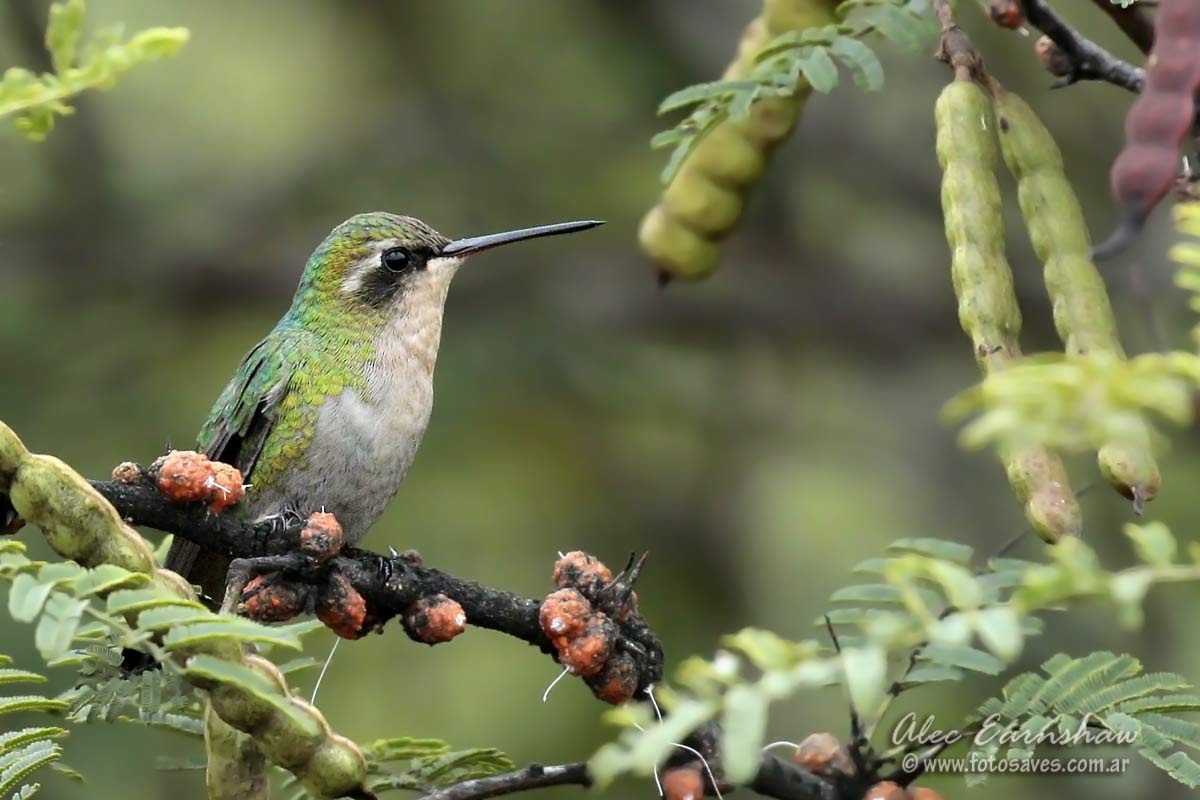 Glittering-bellied Emerald - ML95806741