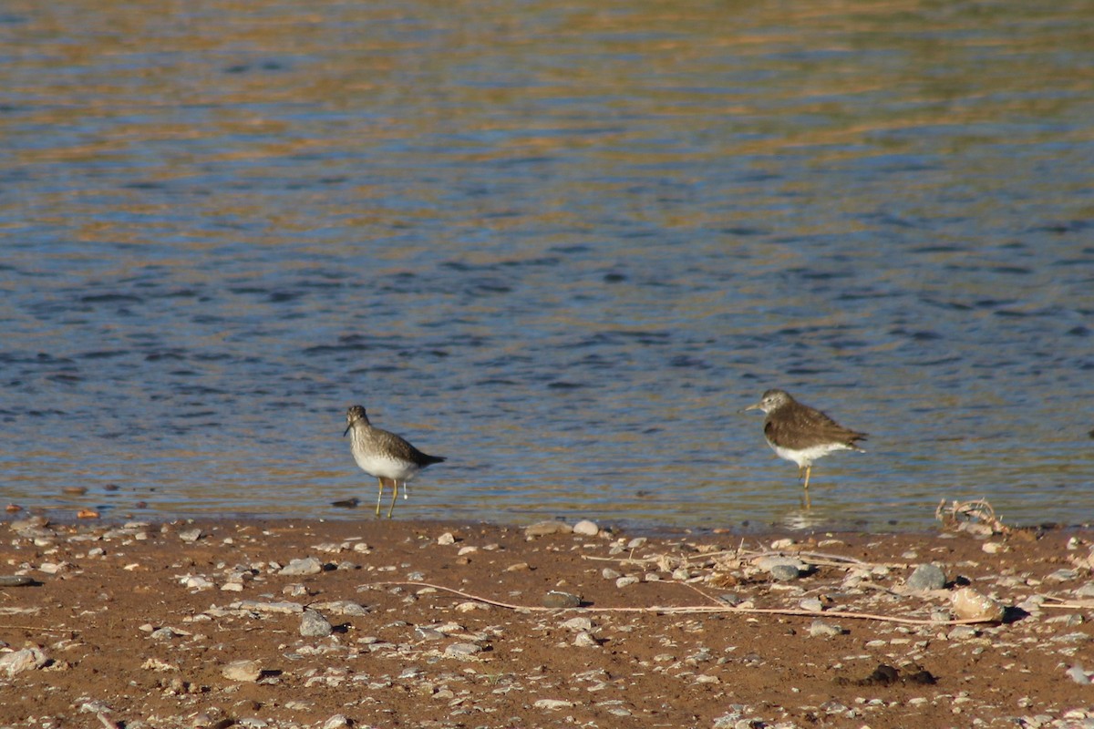 Solitary Sandpiper - David Lerwill